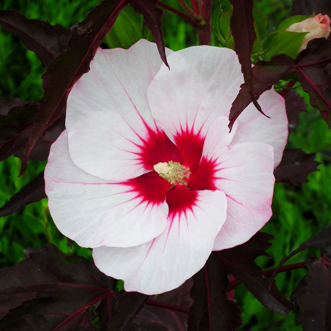 Hibiscus moscheutos 'Tahi56' ~ Carousel® Jolly Heart Hibiscus-ServeScape