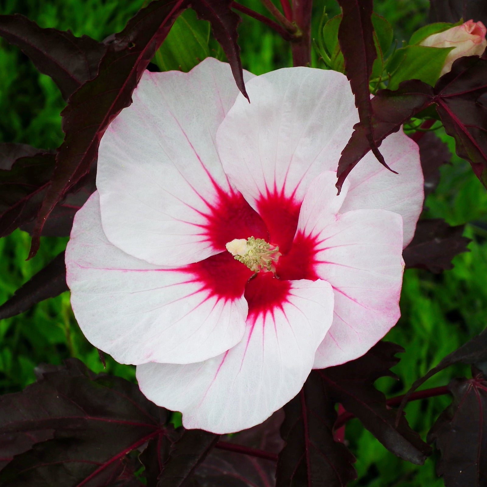 Hibiscus moscheutos 'Tahi56' ~ Carousel® Jolly Heart Hibiscus-ServeScape