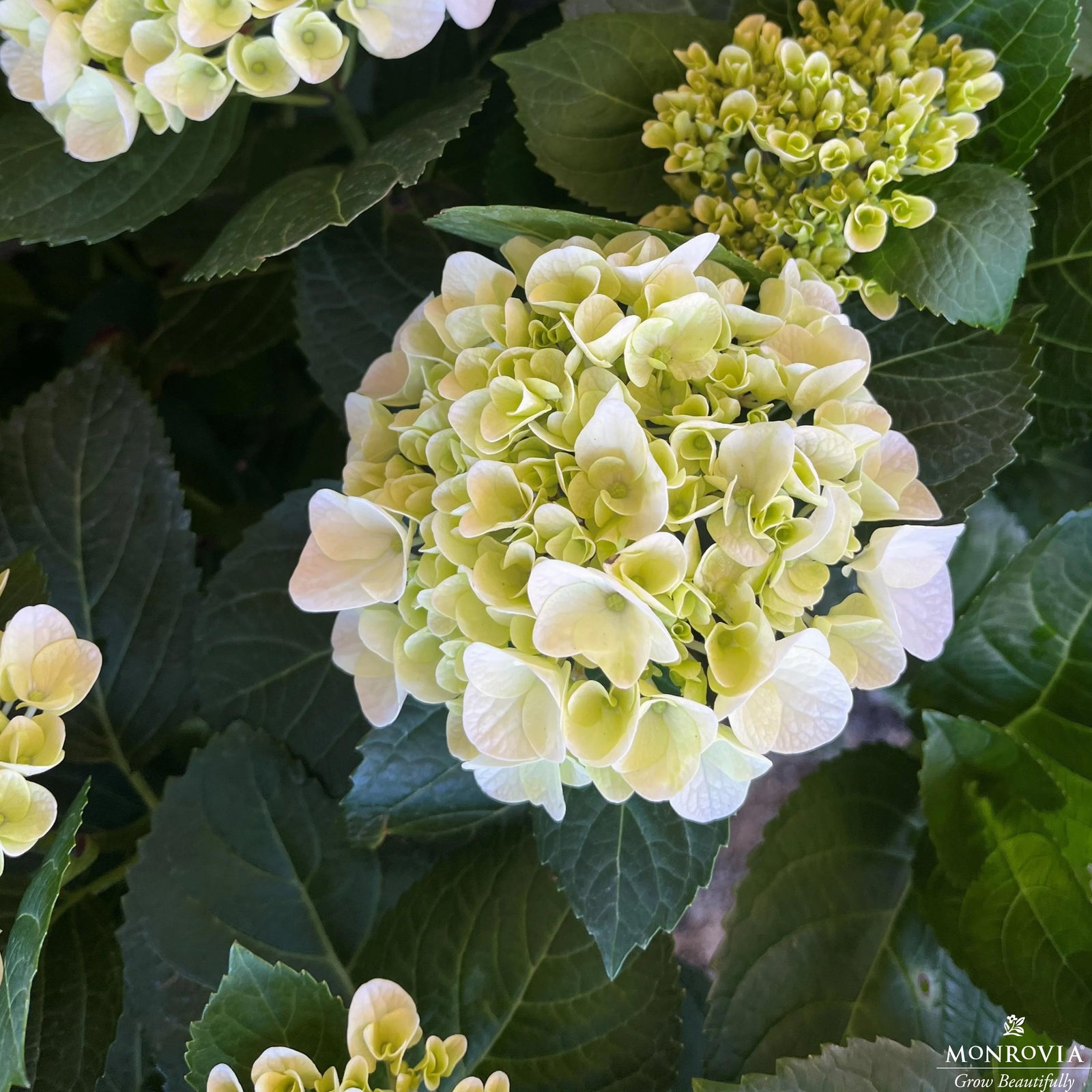 Hydrangea macrophylla 'White Sun' ~ Monrovia® Hi™ White Sun Hydrangea-ServeScape