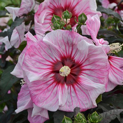 Hibiscus 'Cherry Choco Latte' ~ Summerific® Cherry Choco Latte Hibiscus-ServeScape