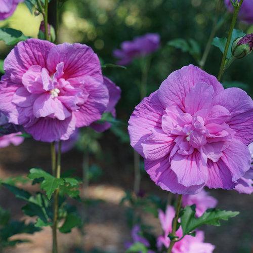 Hibiscus syriacus 'SMNHSPCL' ~ Dark Lavender Chiffon® Rose of Sharon-ServeScape