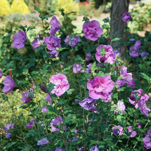 Hibiscus syriacus 'SMNHSPCL' ~ Dark Lavender Chiffon® Rose of Sharon-ServeScape