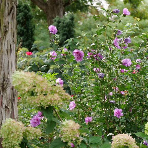 Hibiscus syriacus 'SMNHSPCL' ~ Dark Lavender Chiffon® Rose of Sharon-ServeScape