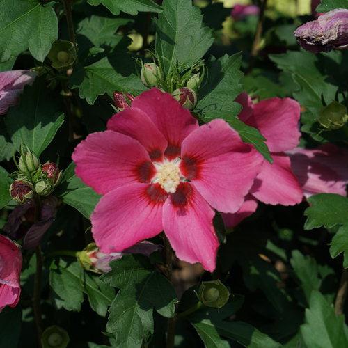 Hibiscus x 'Minsyrou17' ~ Paraplu Rouge® Rose of Sharon-ServeScape