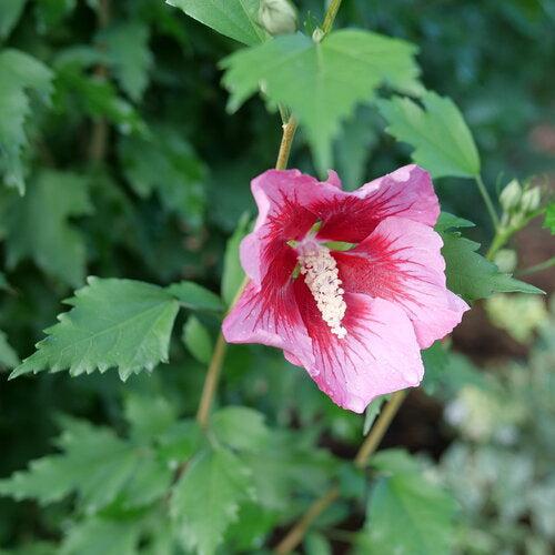 Hibiscus syriacus 'GFNHSRP' ~ Red Pillar® Rose of Sharon-ServeScape