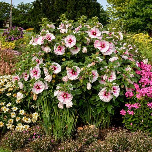 Hibiscus 'Angel Eyes' ~ Angel Eyes Hibiscus-ServeScape