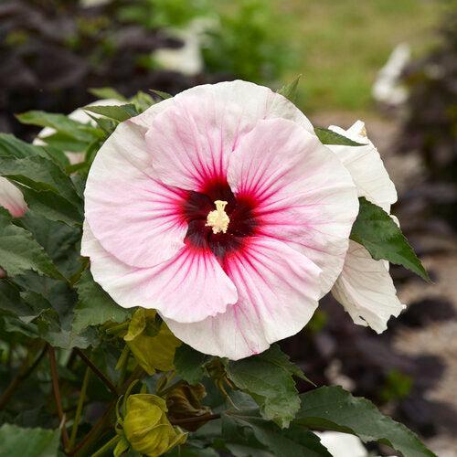 Hibiscus 'Angel Eyes' ~ Angel Eyes Hibiscus-ServeScape
