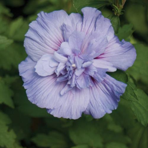 Hibiscus syriacus 'Notwoodthree' ~ Blue Chiffon® Hibiscus-ServeScape