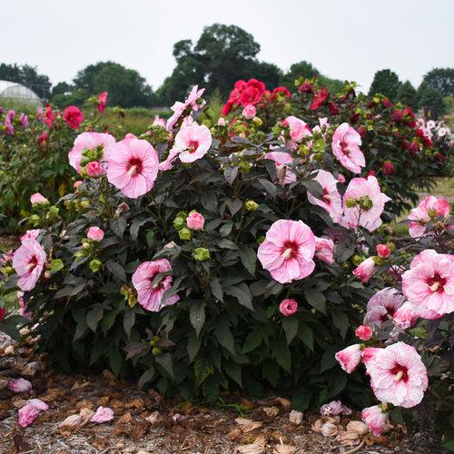 Hibiscus 'Cherry Choco Latte' ~ Summerific® Cherry Choco Latte Hibiscus-ServeScape