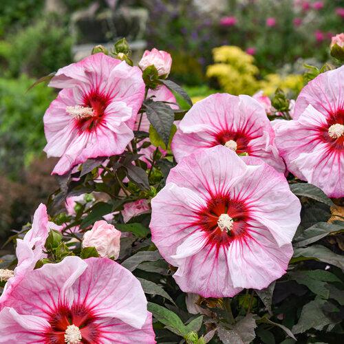 Hibiscus 'Cherry Choco Latte' ~ Summerific® Cherry Choco Latte Hibiscus-ServeScape