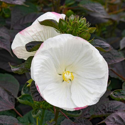 Hibiscus 'Cookies and Cream' ~ Summerific® Cookies and Cream Hibiscus-ServeScape