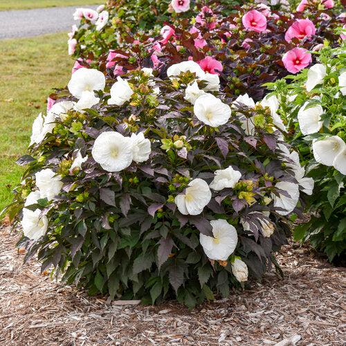 Hibiscus 'Cookies and Cream' ~ Summerific® Cookies and Cream Hibiscus-ServeScape