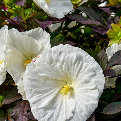 Hibiscus 'Cookies and Cream' ~ Summerific® Cookies and Cream Hibiscus-ServeScape