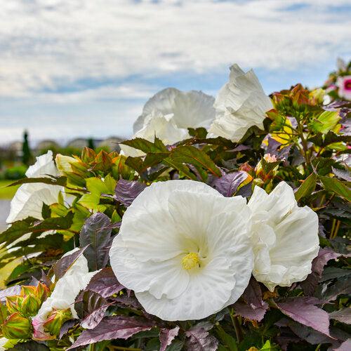 Hibiscus 'Cookies and Cream' ~ Summerific® Cookies and Cream Hibiscus-ServeScape