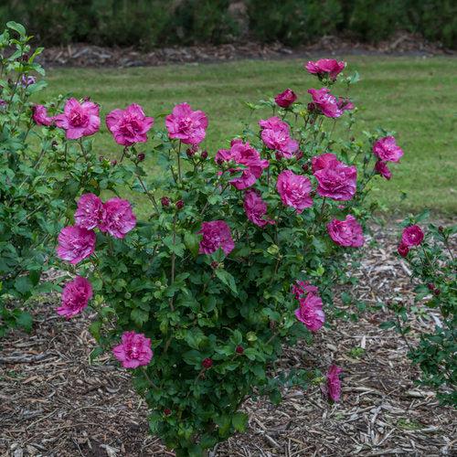 Hibiscus syriacus 'Rwoods5' ~ Magenta Chiffon® Rose of Sharon-ServeScape