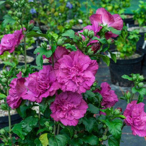 Hibiscus syriacus 'Rwoods5' ~ Magenta Chiffon® Rose of Sharon-ServeScape