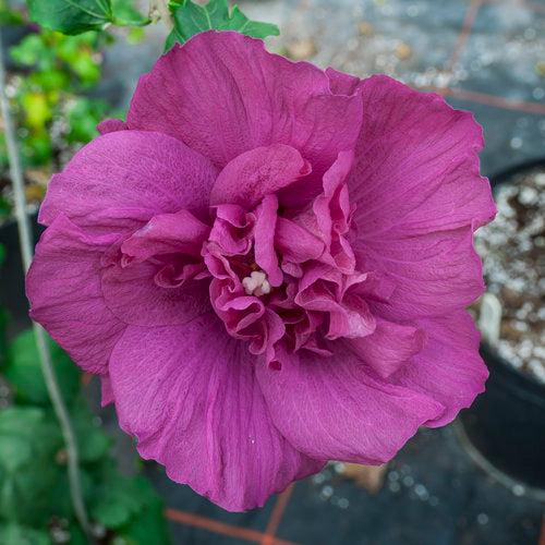 Hibiscus syriacus 'Rwoods5' ~ Magenta Chiffon® Rose of Sharon-ServeScape