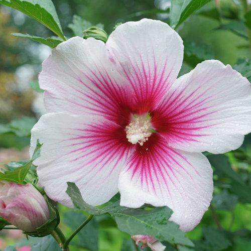 Hibiscus x 'Minsywhi07' ~ Paraplu Pink Ink® Rose of Sharon-ServeScape