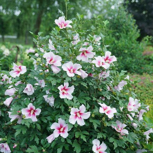 Hibiscus x 'Minsywhi07' ~ Paraplu Pink Ink® Rose of Sharon-ServeScape