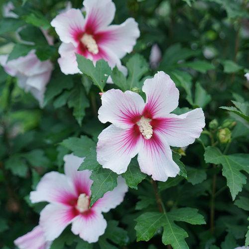 Hibiscus x 'Minsywhi07' ~ Paraplu Pink Ink® Rose of Sharon-ServeScape