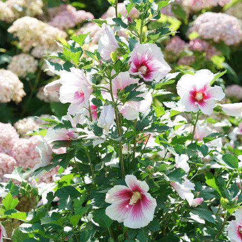 Hibiscus x 'Minsywhi07' ~ Paraplu Pink Ink® Rose of Sharon-ServeScape