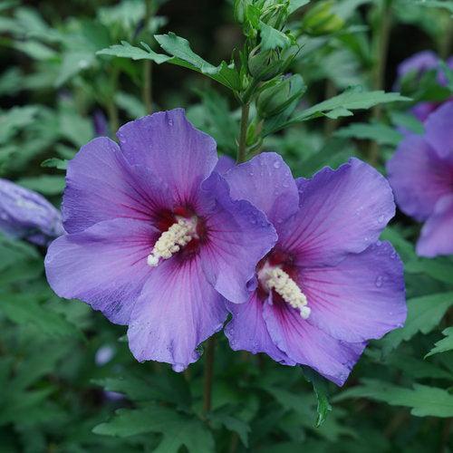 Hibiscus x 'Minsybv3s01' ~ Paraplu Violet® Rose of Sharon-ServeScape