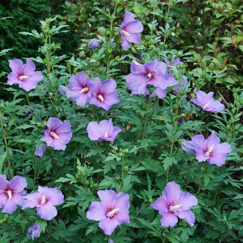 Hibiscus x 'Minsybv3s01' ~ Paraplu Violet® Rose of Sharon-ServeScape