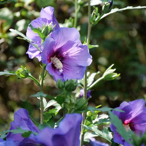 Hibiscus x 'Minsybv3s01' ~ Paraplu Violet® Rose of Sharon-ServeScape