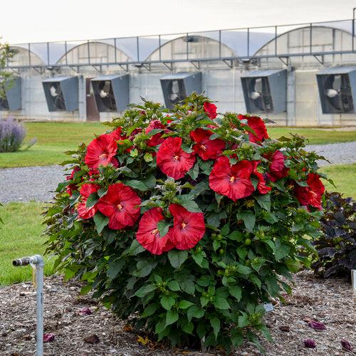 Hibiscus 'Valentine Crush' ~ Summerific® Valentine Crush Hibiscus-ServeScape