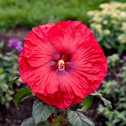 Hibiscus 'Valentine Crush' ~ Summerific® Valentine Crush Hibiscus-ServeScape