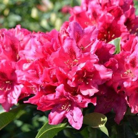 Rhododendron 'Nova Zembla' ~ Nova Zembla Rhododendron-ServeScape