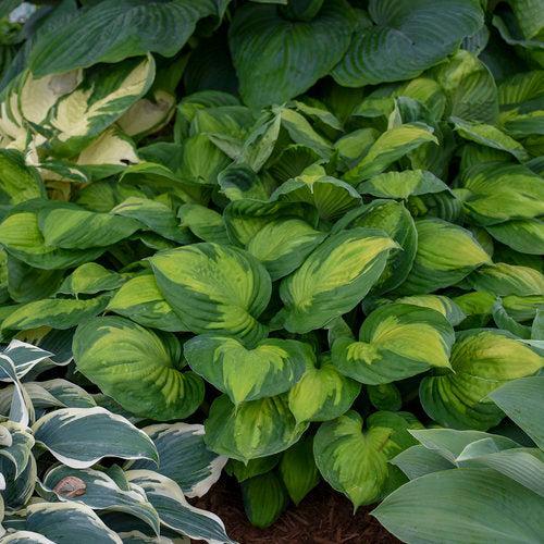 Hosta 'Captain Kirk' ~ Captain Kirk Hosta-ServeScape