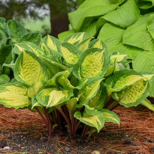 Hosta 'Island Breeze' ~ Island Breeze Hosta-ServeScape