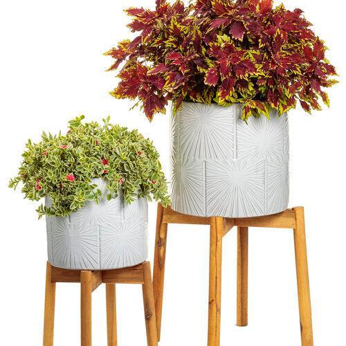 Solenostemon scutellarioides 'Apple Brandy' ~ PW® ColorBlaze® Royal Apple Brandy® Coleus-ServeScape