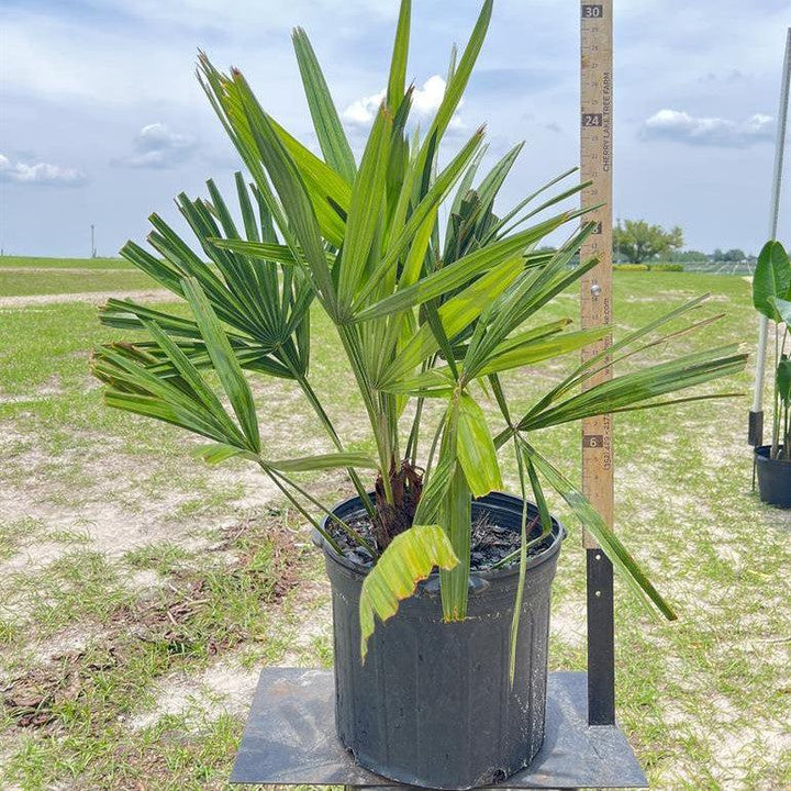 Rhapidophyllum hystrix ~ Needle Palm-ServeScape