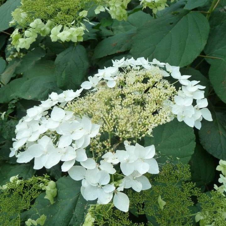 Hydrangea arborescens 'Haas' Halo' ~ Haas' Halo Hydrangea-ServeScape