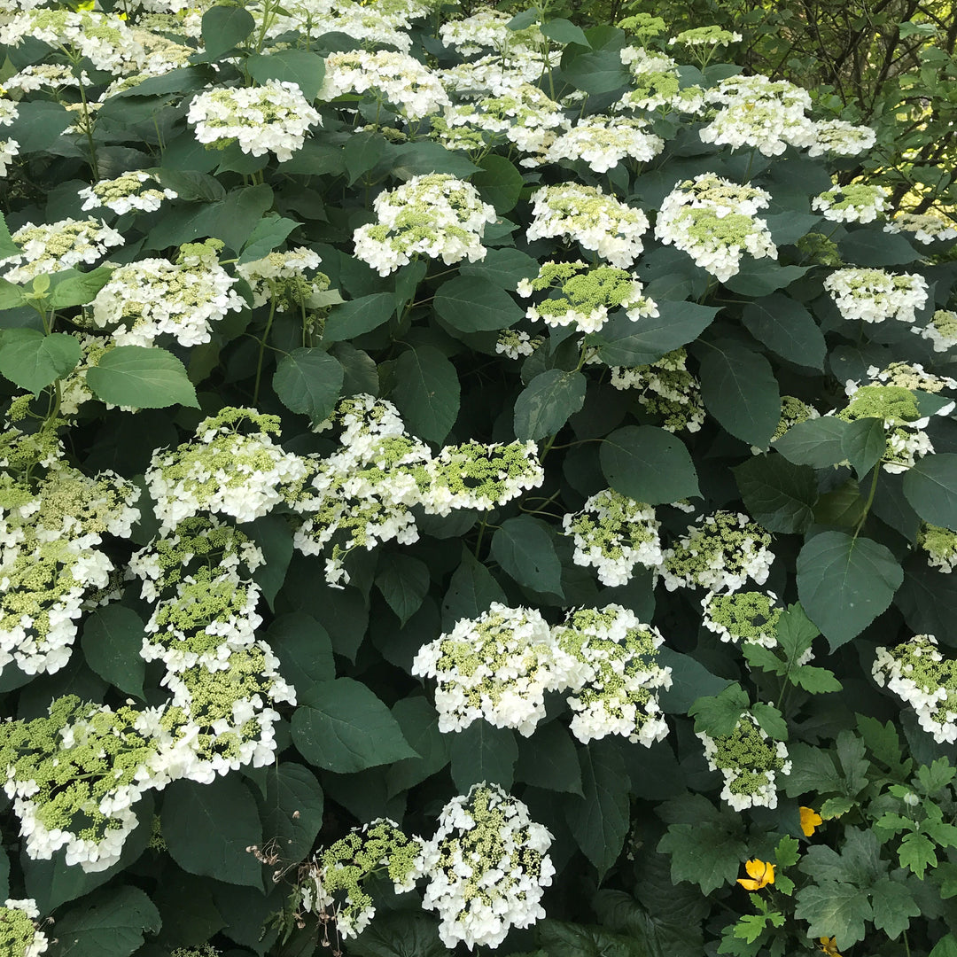 Hydrangea arborescens 'Haas' Halo' ~ Haas' Halo Hydrangea-ServeScape