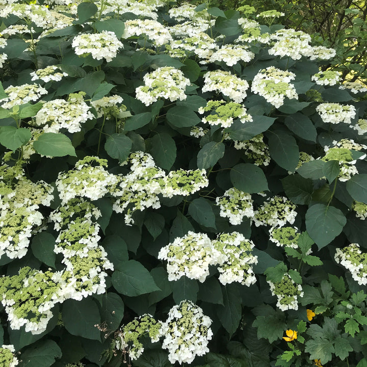 Hydrangea arborescens 'Haas' Halo' ~ Haas' Halo Hydrangea-ServeScape