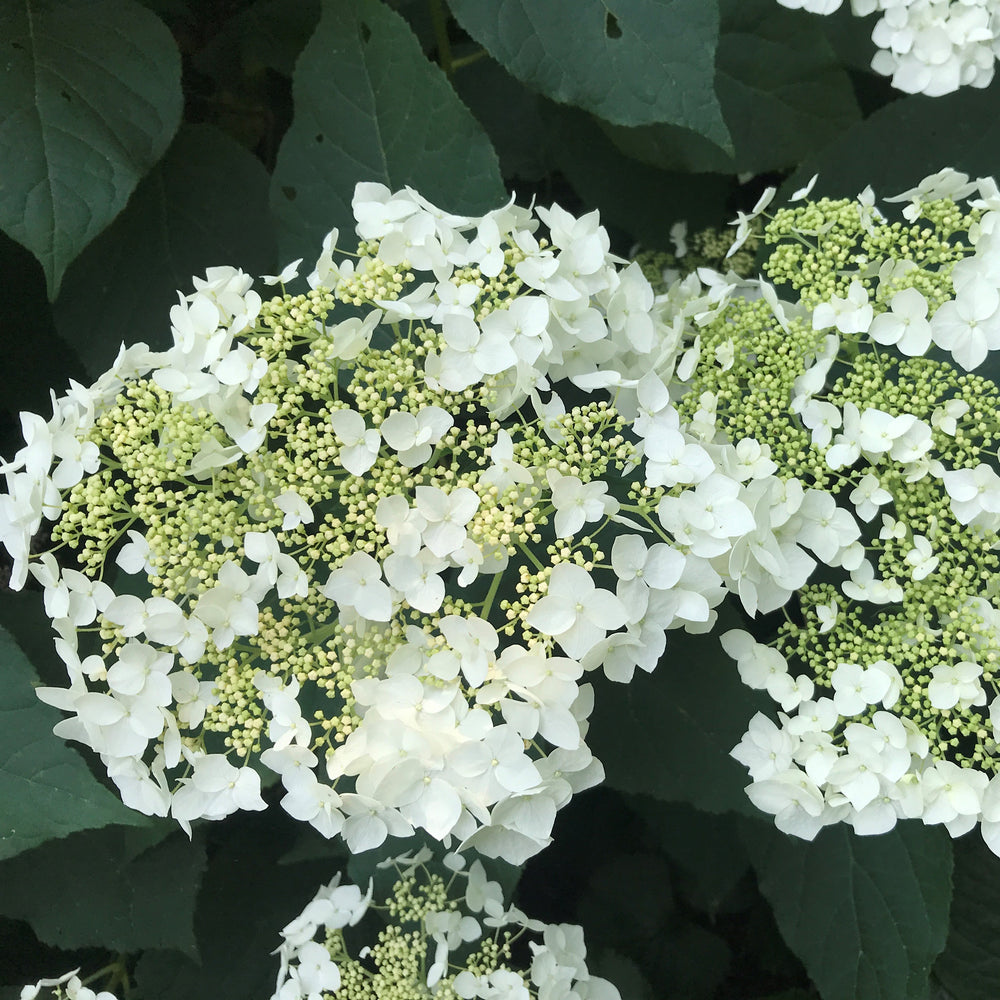 Hydrangea arborescens 'Haas' Halo' ~ Haas' Halo Hydrangea-ServeScape