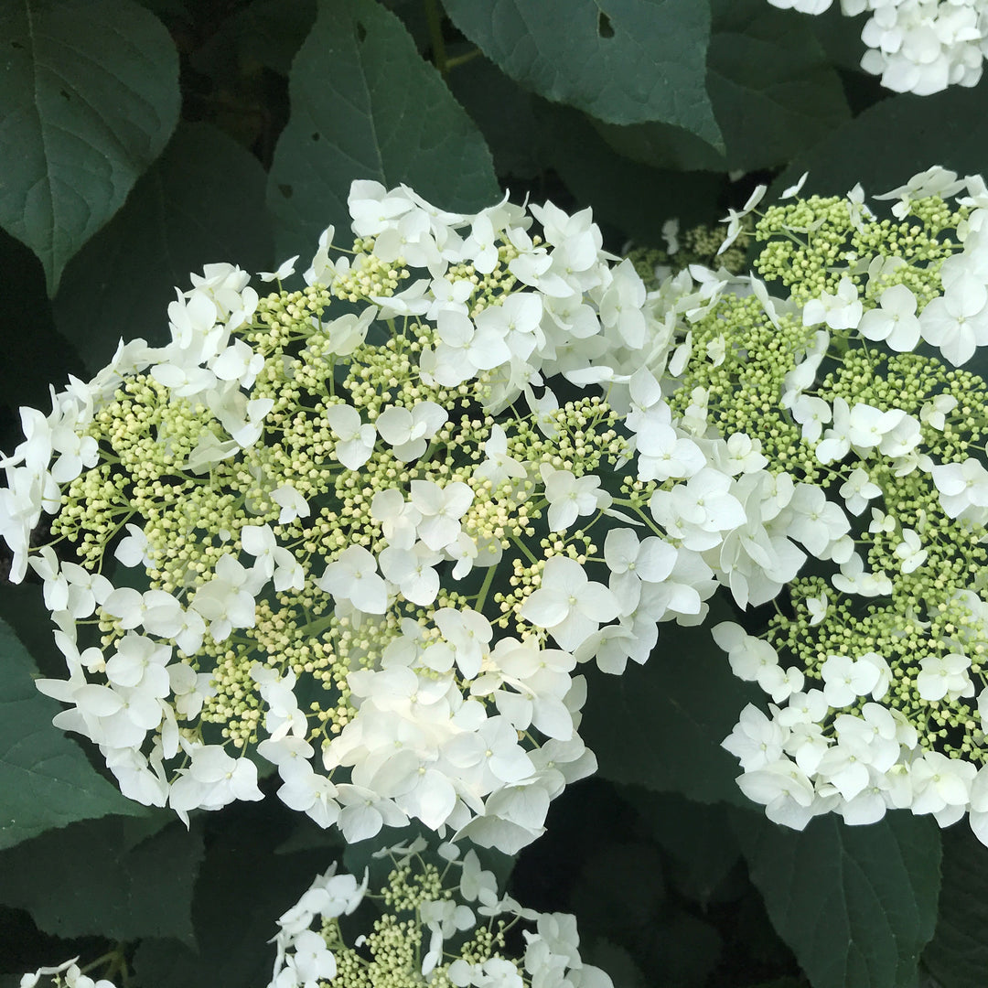 Hydrangea arborescens 'Haas' Halo' ~ Haas' Halo Hydrangea-ServeScape