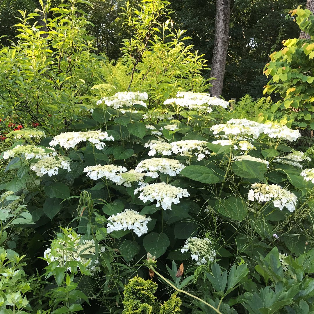 Hydrangea arborescens 'Haas' Halo' ~ Haas' Halo Hydrangea-ServeScape