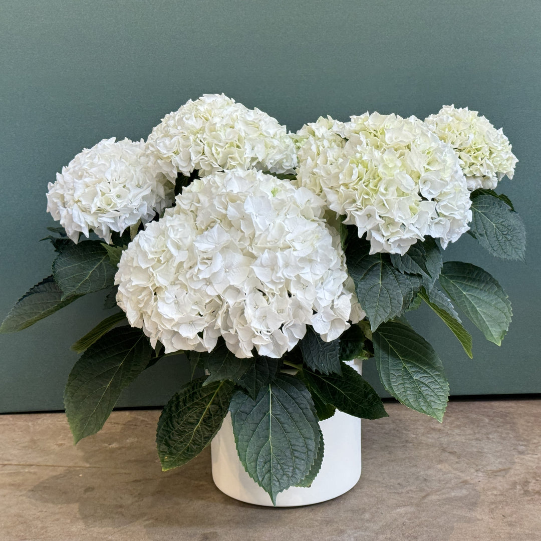 Hydrangea macrophylla 'Hortmabrid' PP25579 ~ Everlasting® Bride™ Hydrangea-ServeScape