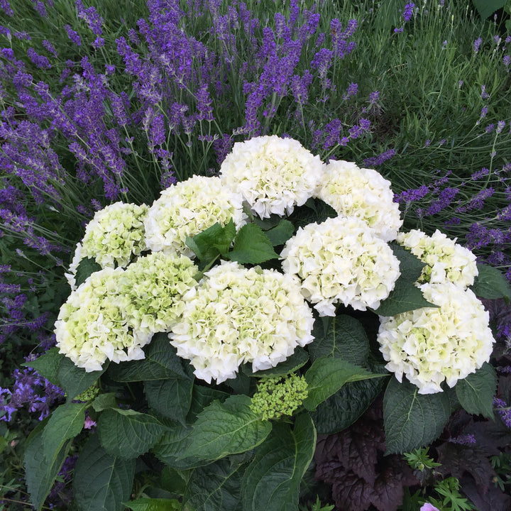 Hydrangea macrophylla 'Hortmabrid' PP25579 ~ Everlasting® Bride™ Hydrangea-ServeScape