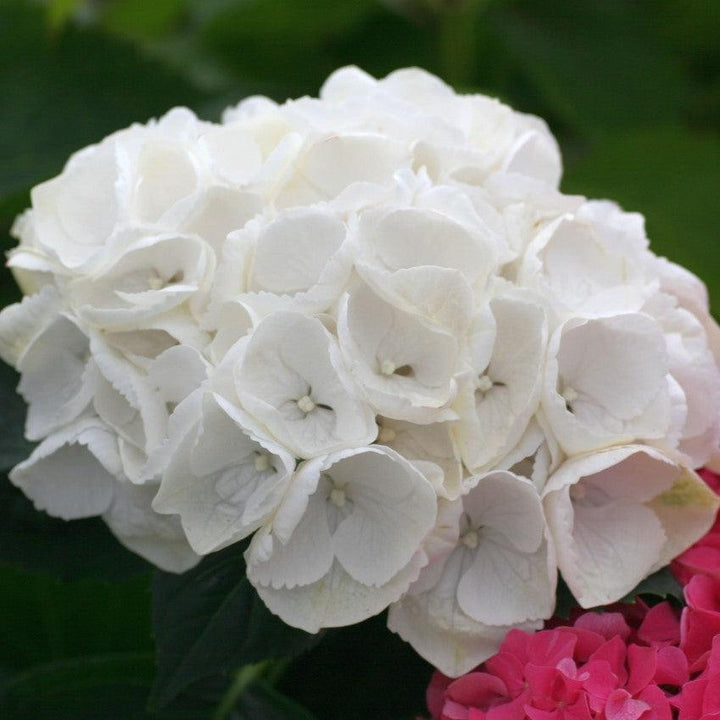 Hydrangea macrophylla 'Hortmabrid' PP25579 ~ Everlasting® Bride™ Hydrangea-ServeScape