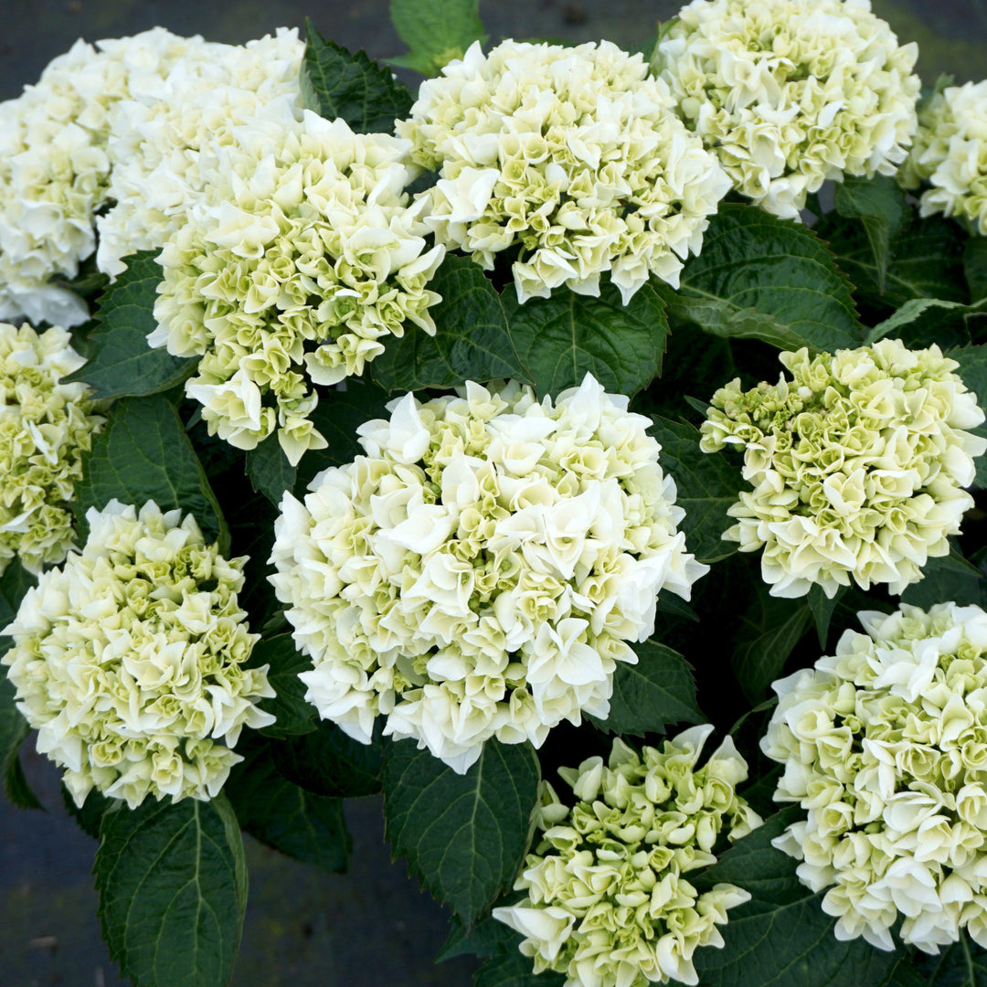 Hydrangea macrophylla 'Hortmabrid' PP25579 ~ Everlasting® Bride™ Hydrangea-ServeScape