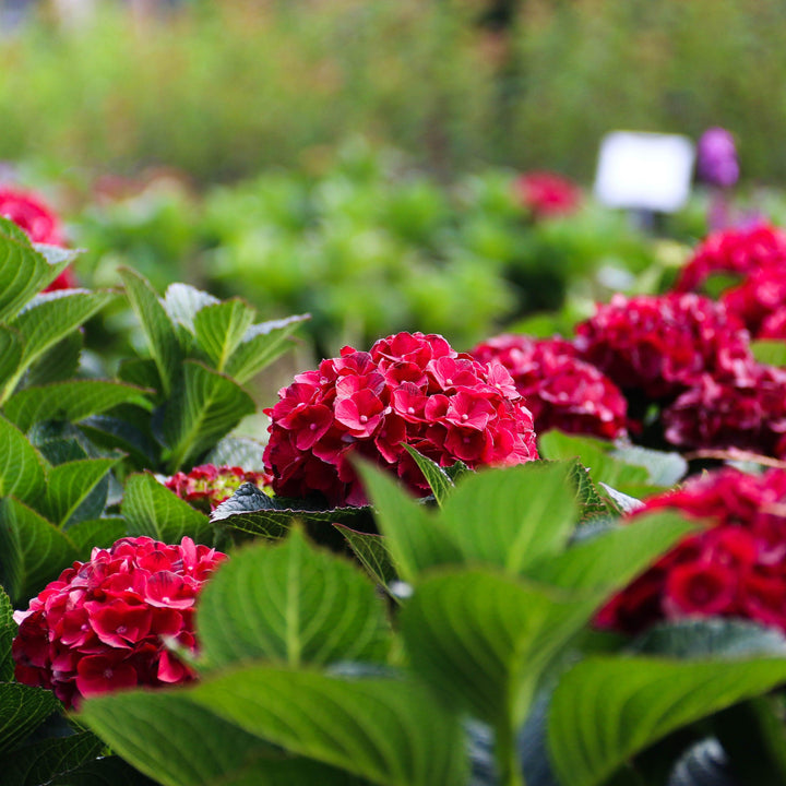 Hydrangea macrophylla 'Hokomaburlac' ~ Bloomin' Easy® Cherry-Go-Round™ Hydrangea-ServeScape