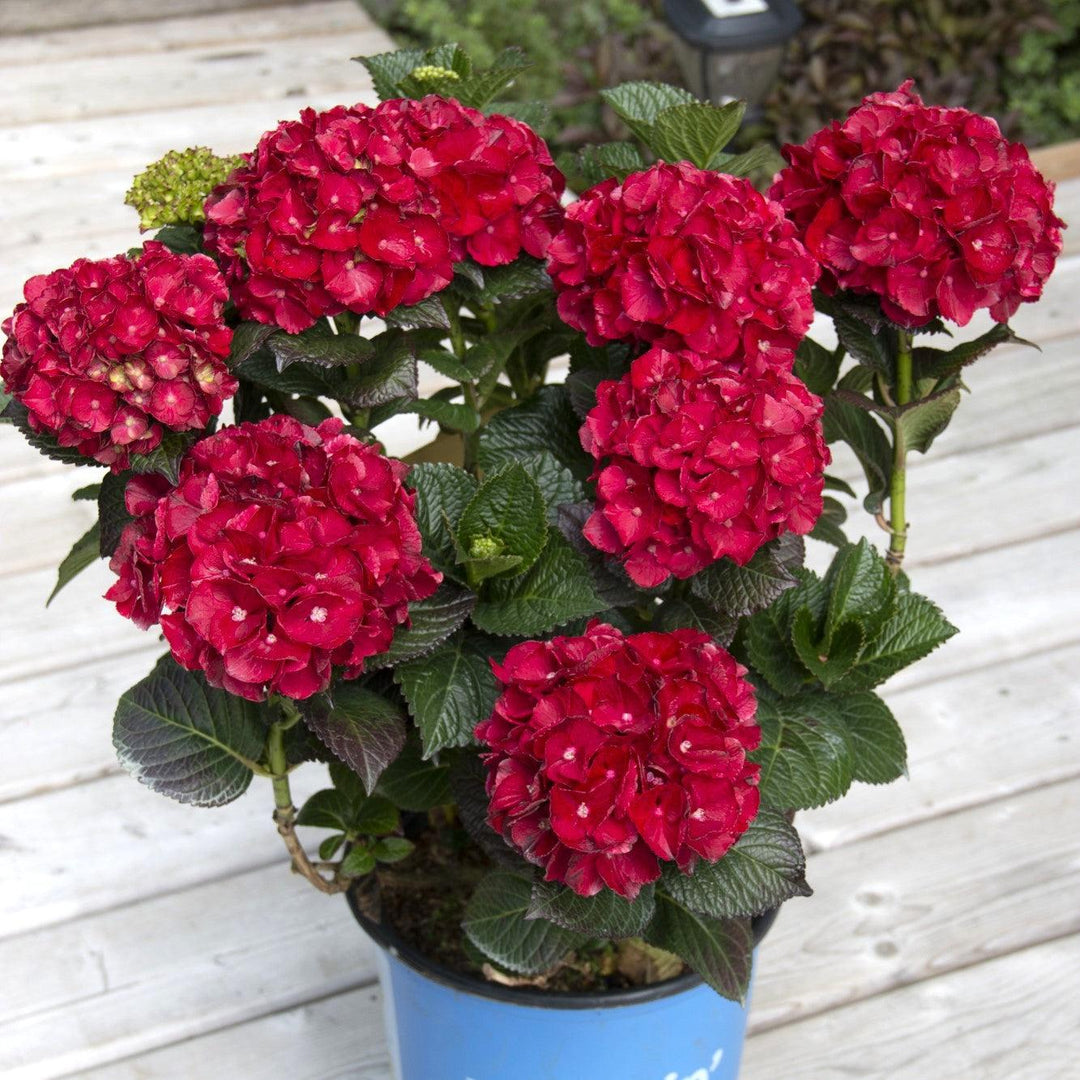 Hydrangea macrophylla 'Hokomaburlac' ~ Bloomin' Easy® Cherry-Go-Round™ Hydrangea-ServeScape