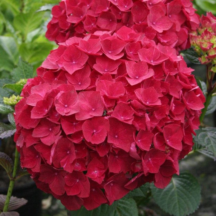 Hydrangea macrophylla 'Kolmaru’ PP25104 ~ Magical® Ruby Red Hydrangea-ServeScape