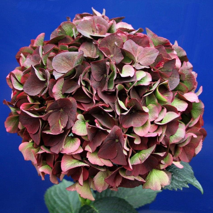 Hydrangea macrophylla 'Kolmaru’ PP25104 ~ Magical® Ruby Red Hydrangea-ServeScape