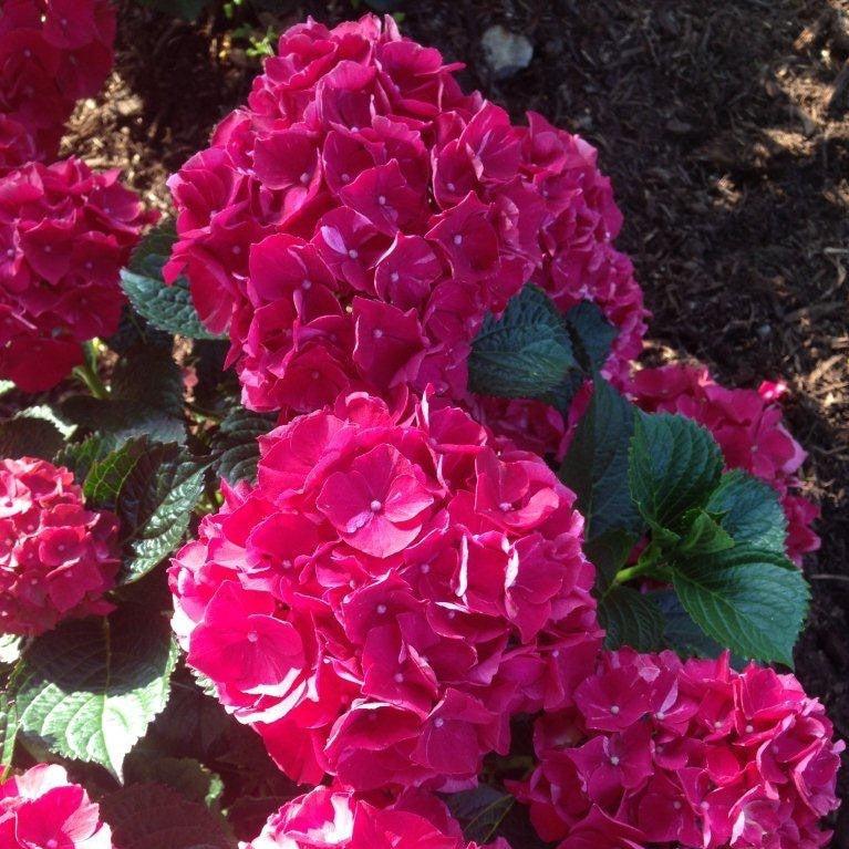 Hydrangea macrophylla 'Kolmaru’ PP25104 ~ Magical® Ruby Red Hydrangea-ServeScape